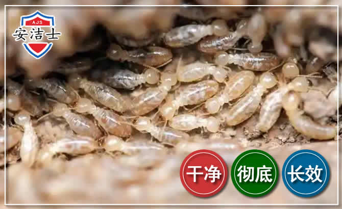 桐庐白蚁防治