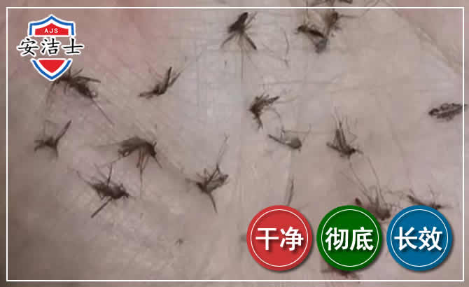 桐庐蚊子防治-灭蚊
