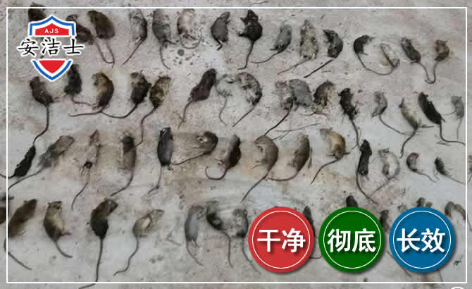 桐庐鼠害防治-灭鼠