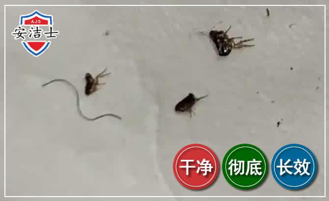 桐庐跳蚤防治-灭跳蚤