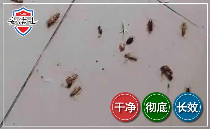 桐庐蟑螂防治-灭蟑螂