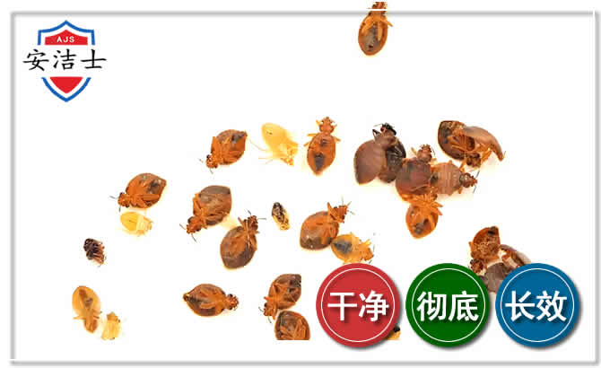桐庐臭虫防治-消灭臭虫